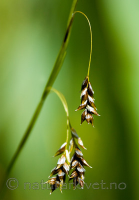 BB 05 0188 / Carex capillaris / Hårstarr